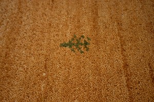 Rusty Peach Bordered Tribal 2'9X6'4 Indo-Gabbeh Oriental Rug